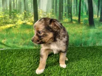 Tank, a male American Bulldog and Australian Shepherd for sale in Fort Wayne, IN – 2 of 5