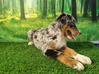 Hope , a female Australian Shepherd and Bernese Mountain Dog for sale in Fort Wayne, IN – 4 of 4