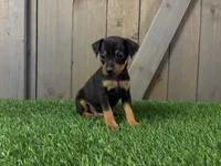 Scout, a male Miniature Pinscher for sale in Fort Wayne, IN – 3 of 6