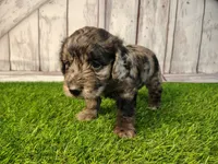 Daisy , a female Miniature Goldendoodle for sale in Fort Wayne, IN – 2 of 3
