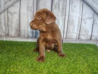 Simba, a male Labrador Retriever for sale in Fort Wayne, IN – 2 of 4