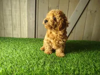 Jill , a female Poodle - Toy  for sale in Fort Wayne, IN – 4 of 6