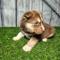Buddy, a male German Shepherd Dog and Siberian Husky for sale in Fort Wayne, IN – Photo 2 of 4