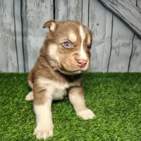 Buddy, a male German Shepherd Dog and Siberian Husky for sale in Fort Wayne, IN – Photo 4 of 4