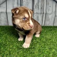 Buddy, a male German Shepherd Dog and Siberian Husky for sale in Fort Wayne, IN – Photo 1 of 4