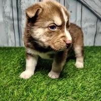 Buddy, a male German Shepherd Dog and Siberian Husky for sale in Fort Wayne, IN – Photo 3 of 4