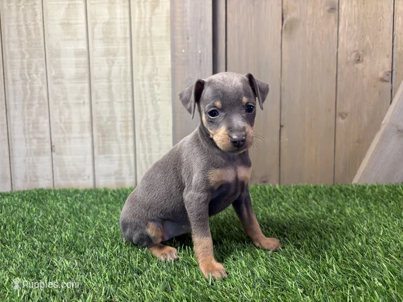 Sadie – Miniature Pinscher puppy for sale in Fort Wayne, IN