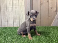 Sadie, a female Miniature Pinscher for sale in Fort Wayne, IN – 1 of 7
