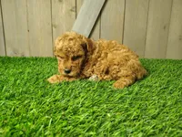 Lexie, a female Poodle - Miniature  for sale in Fort Wayne, IN – 3 of 3