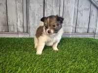 Leo, a male Pomeranian and Poodle - Miniature  for sale in Fort Wayne, IN – 4 of 8