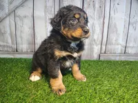 Harper, a female Australian Shepherd and Bernese Mountain Dog for sale in Fort Wayne, IN – 5 of 6
