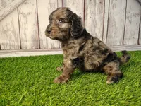 Dexter, a male Miniature Goldendoodle for sale in Fort Wayne, IN – 3 of 5