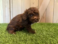 Juno, a female Poodle - Toy  for sale in Fort Wayne, IN – 3 of 5