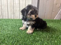 Echo, a male Morkie for sale in Fort Wayne, IN – 3 of 4