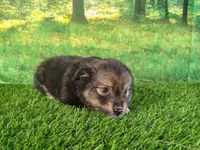 Trixie , a female American Bulldog and Australian Shepherd for sale in Fort Wayne, IN – 2 of 5