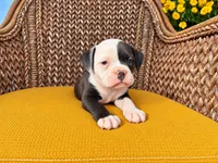 Laken, a male Olde English Bulldogge for sale in Fort Wayne, IN – 2 of 2