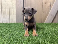 Stella , a female Miniature Pinscher for sale in Fort Wayne, IN – 3 of 5