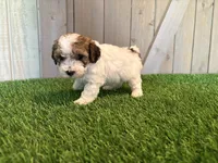 Jagger, a male Poodle - Toy  for sale in Fort Wayne, IN – 2 of 5