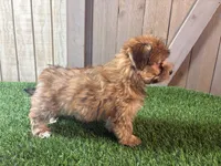 Ember, a female Morkie for sale in Fort Wayne, IN – 5 of 9