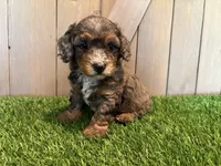 Jolie, a female Poodle - Toy  for sale in Fort Wayne, IN – 5 of 6