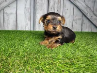 Yeti, a male Yorkshire Terrier for sale in Fort Wayne, IN – Photo 1 of 4