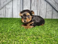 Yeti, a male Yorkshire Terrier for sale in Fort Wayne, IN – Photo 3 of 4