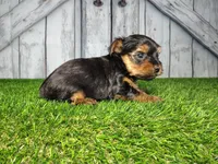 Yeti, a male Yorkshire Terrier for sale in Fort Wayne, IN – Photo 4 of 4