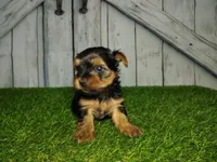 Yeti, a male Yorkshire Terrier for sale in Fort Wayne, IN – Photo 2 of 4