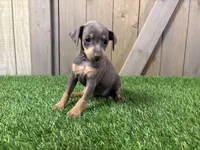 Sophie, a female Miniature Pinscher for sale in Fort Wayne, IN – 3 of 5