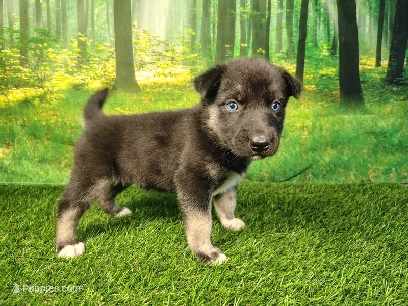 Yara  – German Shepherd Dog, Siberian Husky puppy for sale in Fort Wayne, IN