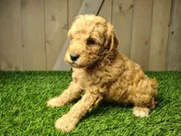 Lucas, a male Poodle - Miniature  for sale in Fort Wayne, IN – 2 of 4