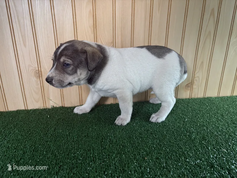 Mia – Australian Cattle Dog, Labrador Retriever puppy for sale in Fort Wayne, IN