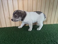 Mia, a female Australian Cattle Dog and Labrador Retriever for sale in Fort Wayne, IN – 1 of 3