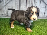 Honey , a female Australian Shepherd and Bernese Mountain Dog for sale in Fort Wayne, IN – 4 of 6