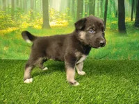 Yara , a female German Shepherd Dog and Siberian Husky for sale in Fort Wayne, IN – 2 of 3