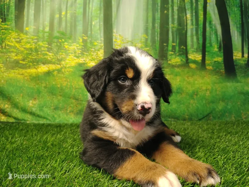 Atlas – Australian Shepherd, Bernese Mountain Dog puppy for sale in Fort Wayne, IN