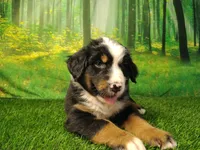 Atlas, a male Australian Shepherd and Bernese Mountain Dog for sale in Fort Wayne, IN – 1 of 5
