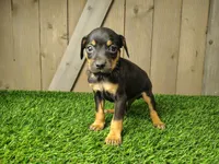 Murphy, a male Miniature Pinscher for sale in Fort Wayne, IN – 2 of 3
