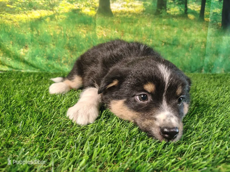 Tina – American Bulldog, Australian Shepherd puppy for sale in Fort Wayne, IN