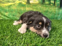 Tina, a female American Bulldog and Australian Shepherd for sale in Fort Wayne, IN – 1 of 3