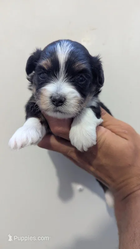 Caiden  – Maltipoo puppy on hold in Fort Wayne, IN