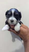 Caiden , a male Maltipoo for sale in Fort Wayne, IN – 1 of 2