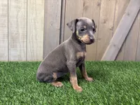 Sadie, a female Miniature Pinscher for sale in Fort Wayne, IN – 3 of 7
