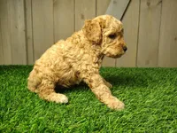 Lucas, a male Poodle - Miniature  for sale in Fort Wayne, IN – 4 of 4