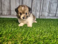 Luna, a female Pomeranian and Poodle - Miniature  for sale in Fort Wayne, IN – 2 of 4