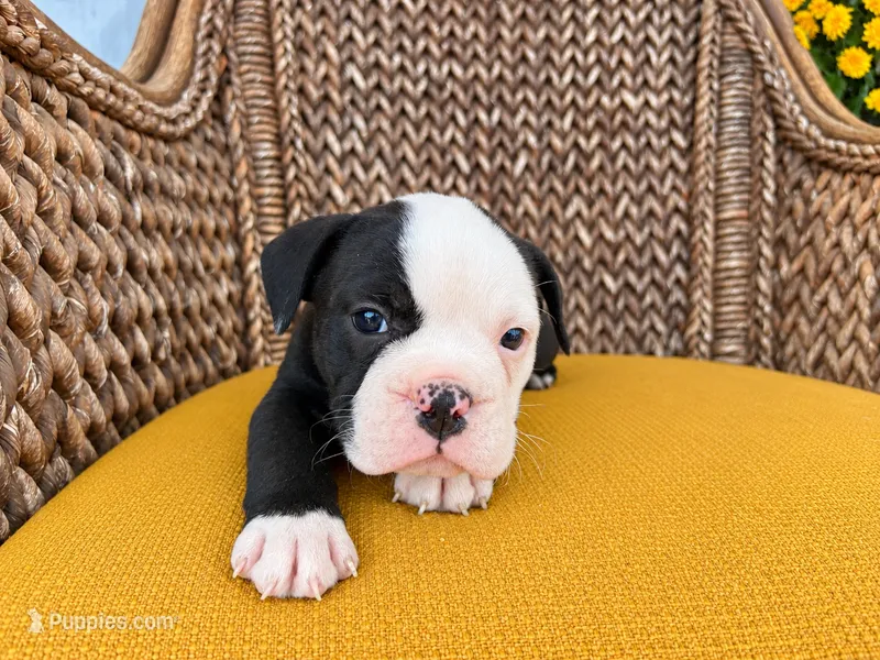 Lincoln – Olde English Bulldogge puppy for sale in Fort Wayne, IN