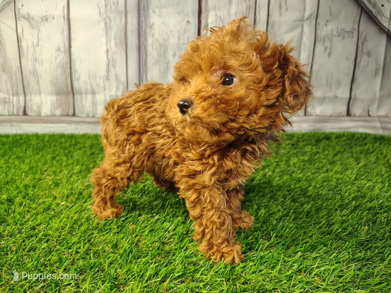 Hugo – Cavapoo puppy for sale in Fort Wayne, IN