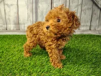 Hugo, a male Cavapoo for sale in Fort Wayne, IN – 1 of 6