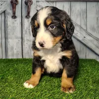 Ozzy, a male Bernese Mountain Dog for sale in Fort Wayne, IN – Photo 4 of 7