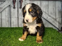 Ozzy, a male Bernese Mountain Dog for sale in Fort Wayne, IN – Photo 4 of 7